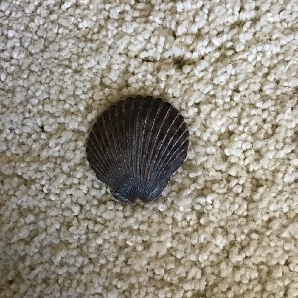 Dark Shell Decor